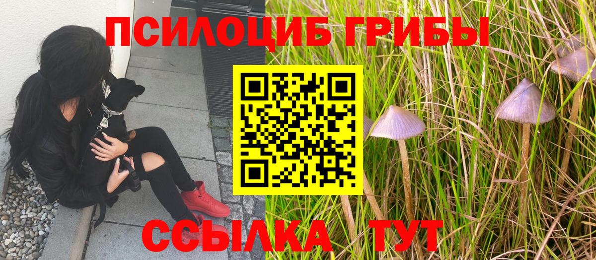 APVP Людиново